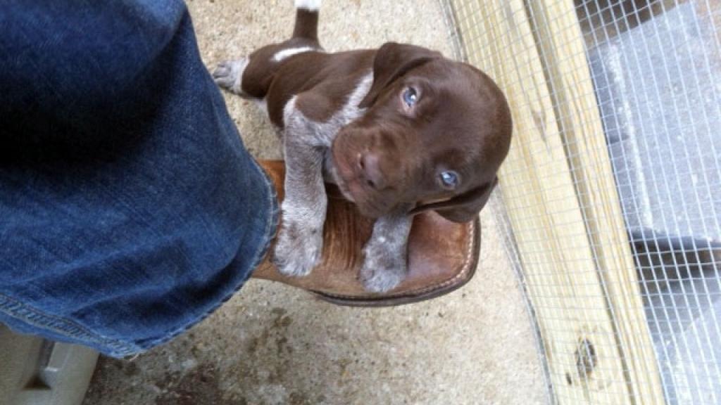 German Shorthaired Pointer Puppies Akc Roan Liver White