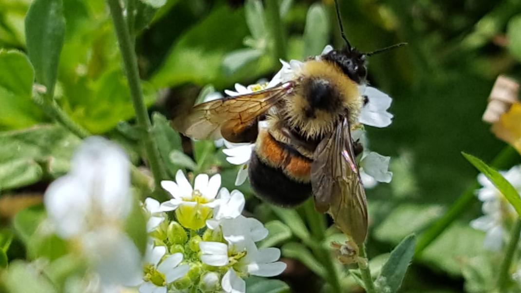 Stalking the rusty patched bumble bee | Local News | qctimes.com