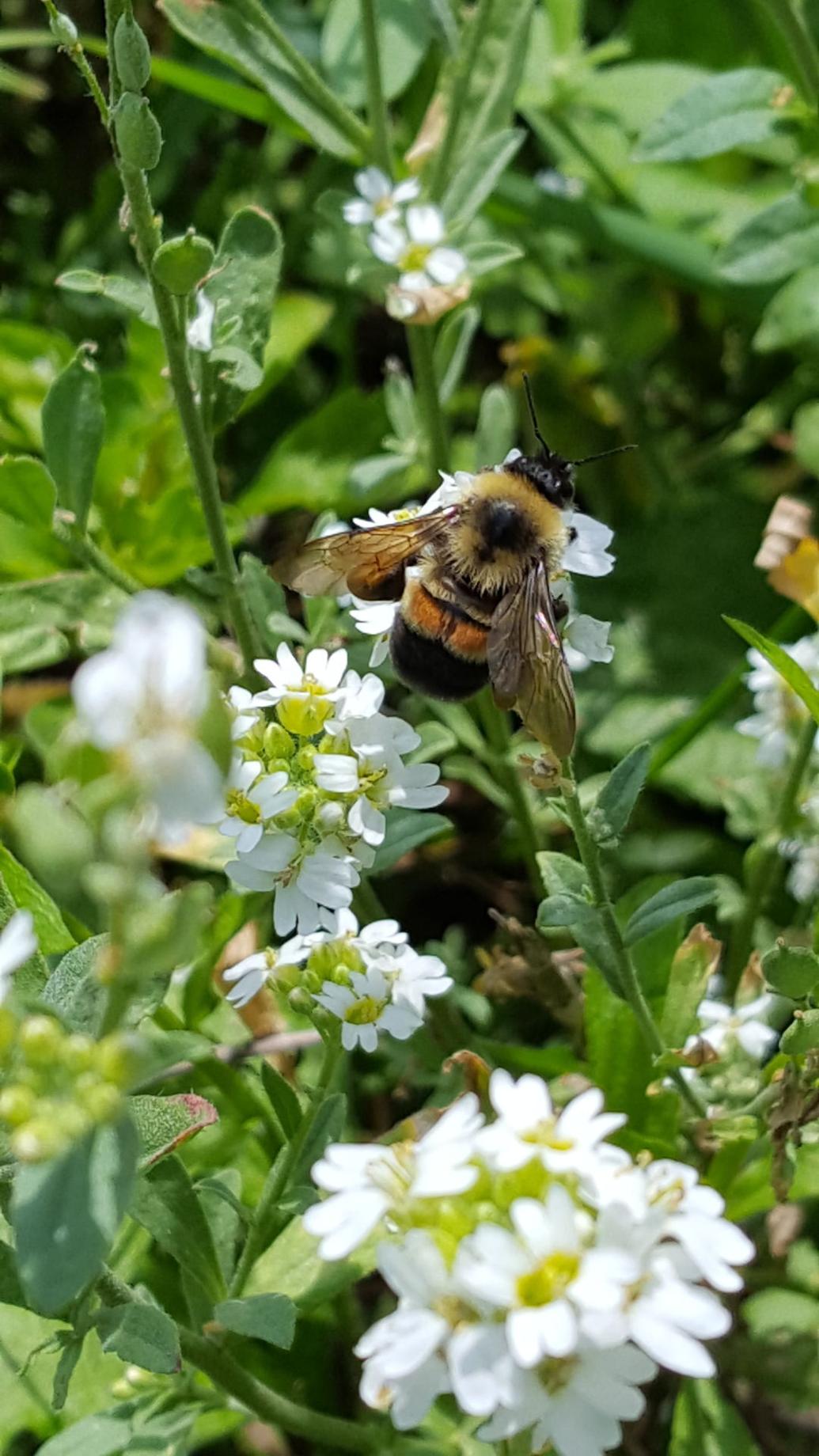 Stalking the rusty patched bumble bee