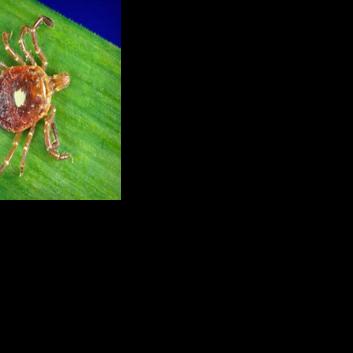 Study finds the number of tickborne cases in Illinois has increased TOM ACKERMAN Springfield State Journal-Register Jul 13, 2026 18 mins ago