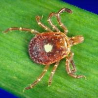 Study finds the number of tickborne cases in Illinois has increased TOM ACKERMAN Springfield State Journal-Register Jul 13, 2026 18 mins ago