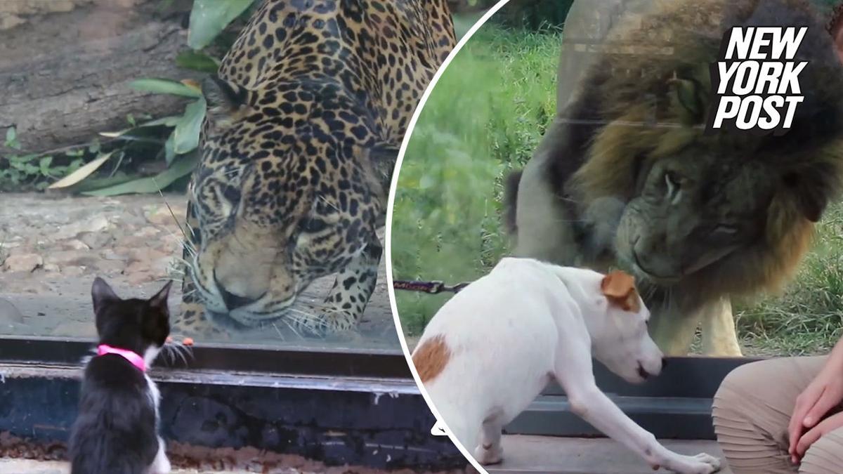 Cats And Dogs Meet Their Zoo Counterparts Behind Glass National