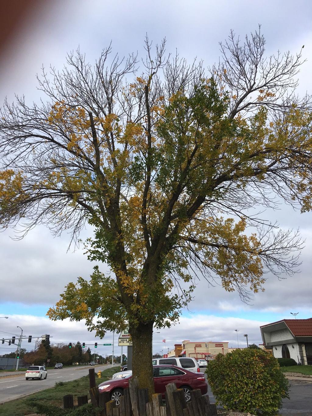 It's everywhere: Ash death becomes obvious around Quad-Cities ...