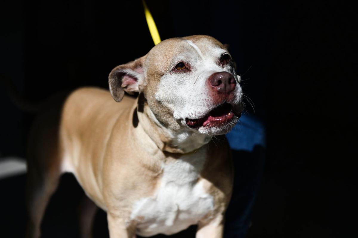 Number Of Cats Pit Bulls Up In 2019 At Rock Island County Animal