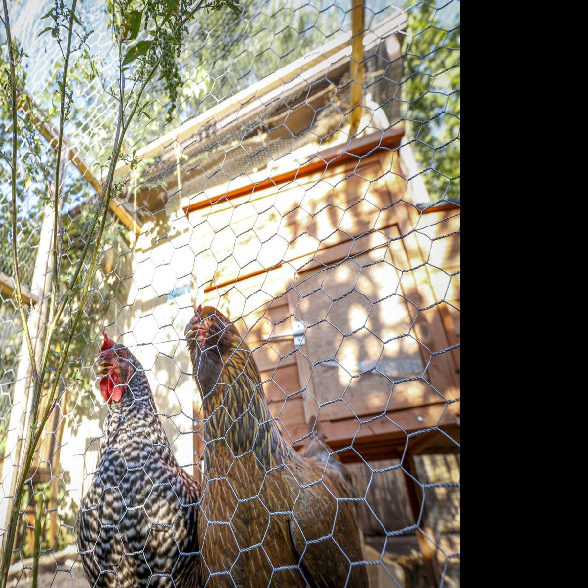 Urban Chickens Remain On Davenports Menu Government And Politics
