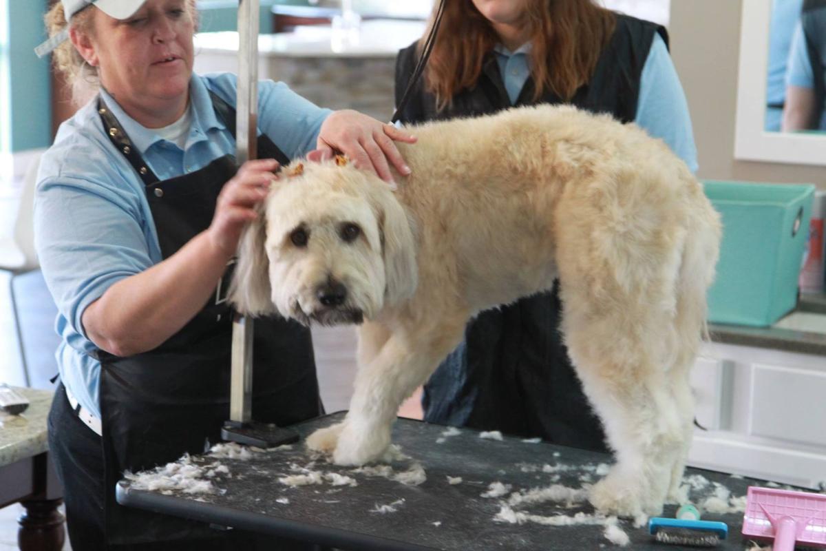 KLe's Pet Grooming School, Daycare & Boarding