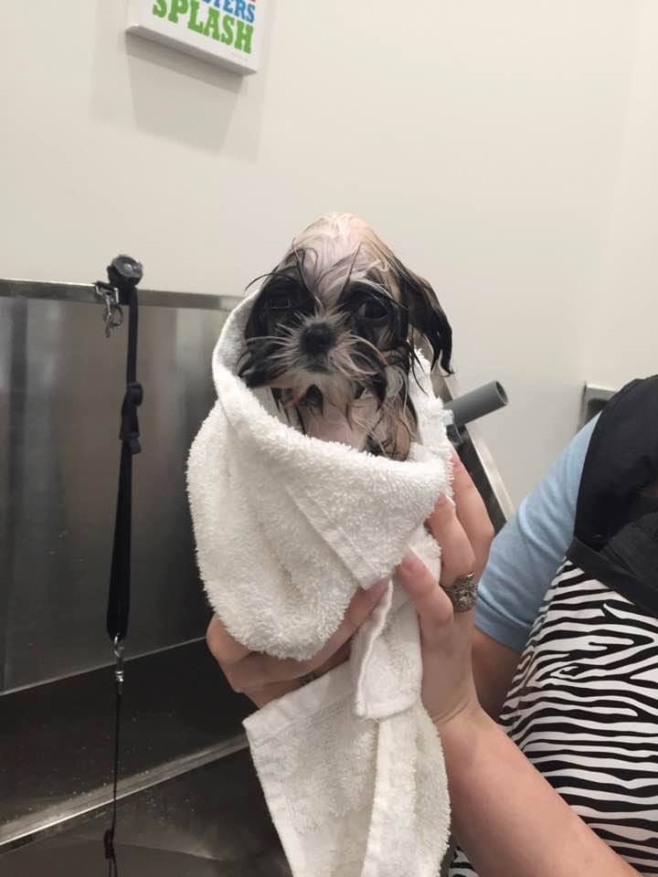 KLe's Pet Grooming School, Daycare & Boarding