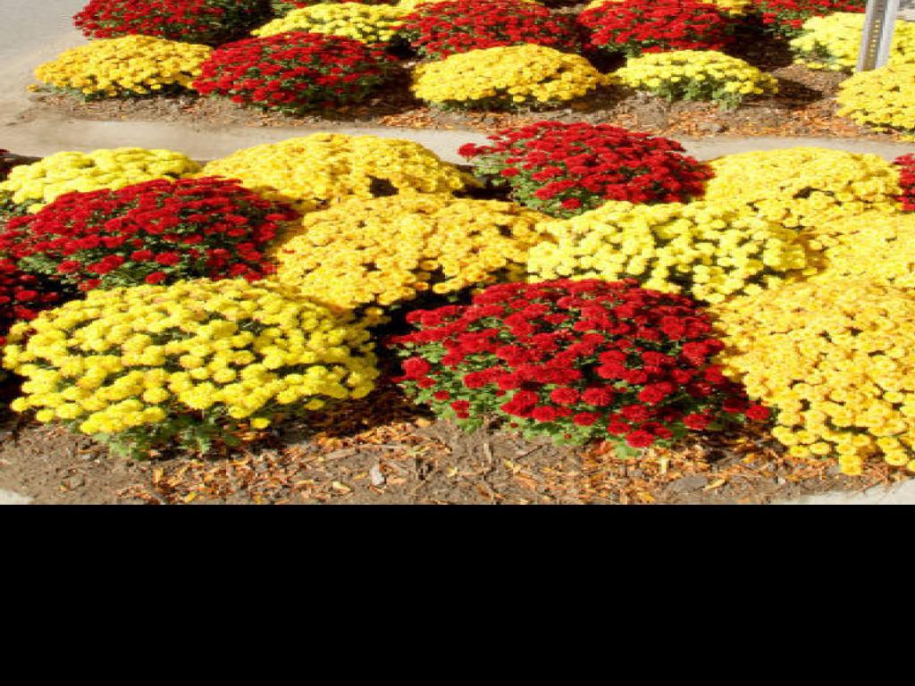 Cover Mums With Mulch In Fall Home Garden Qctimes Com