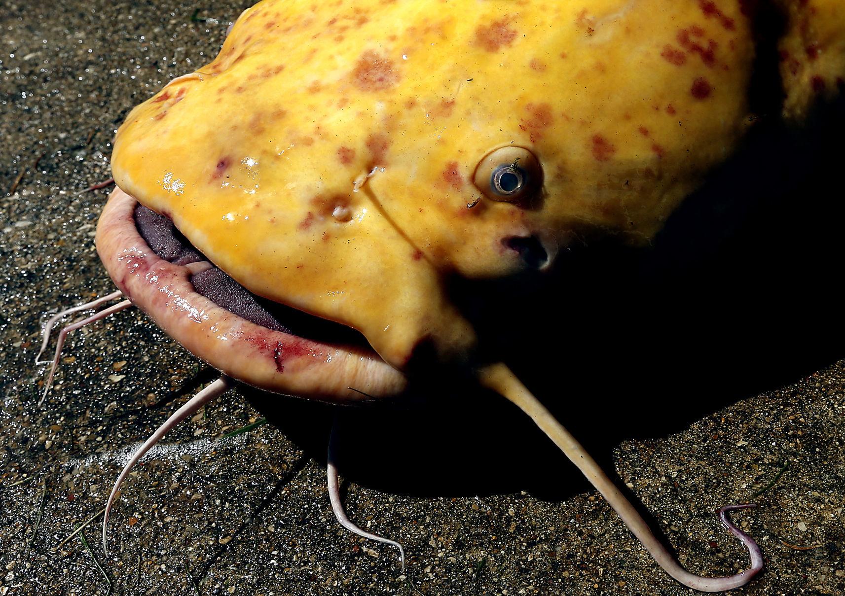 Notes Noon Anglers net bulky, rarecolored catfish near Princeton Beach