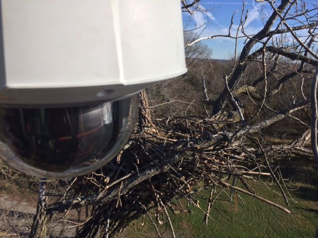 Watch a pair of adult eagles live on the Arconic Eaglecam