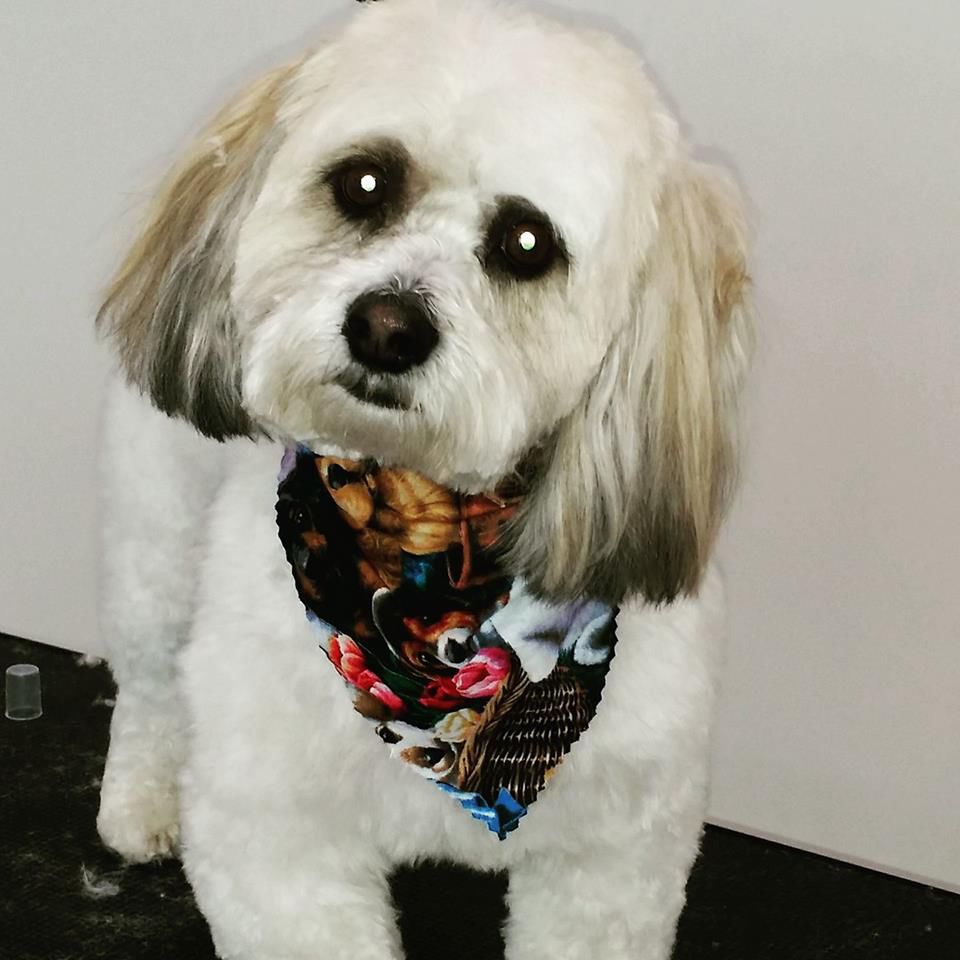 KLe's Pet Grooming School, Daycare & Boarding