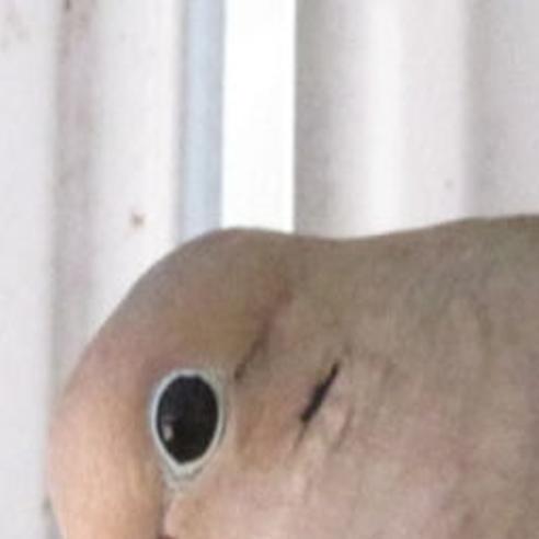 Bird Watching Right Outside The Front Door Alma Gaul Qctimes Com