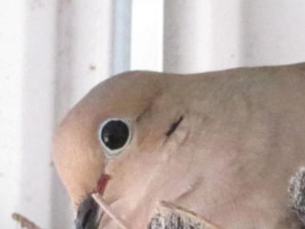 Bird Watching Right Outside The Front Door Alma Gaul Qctimes Com