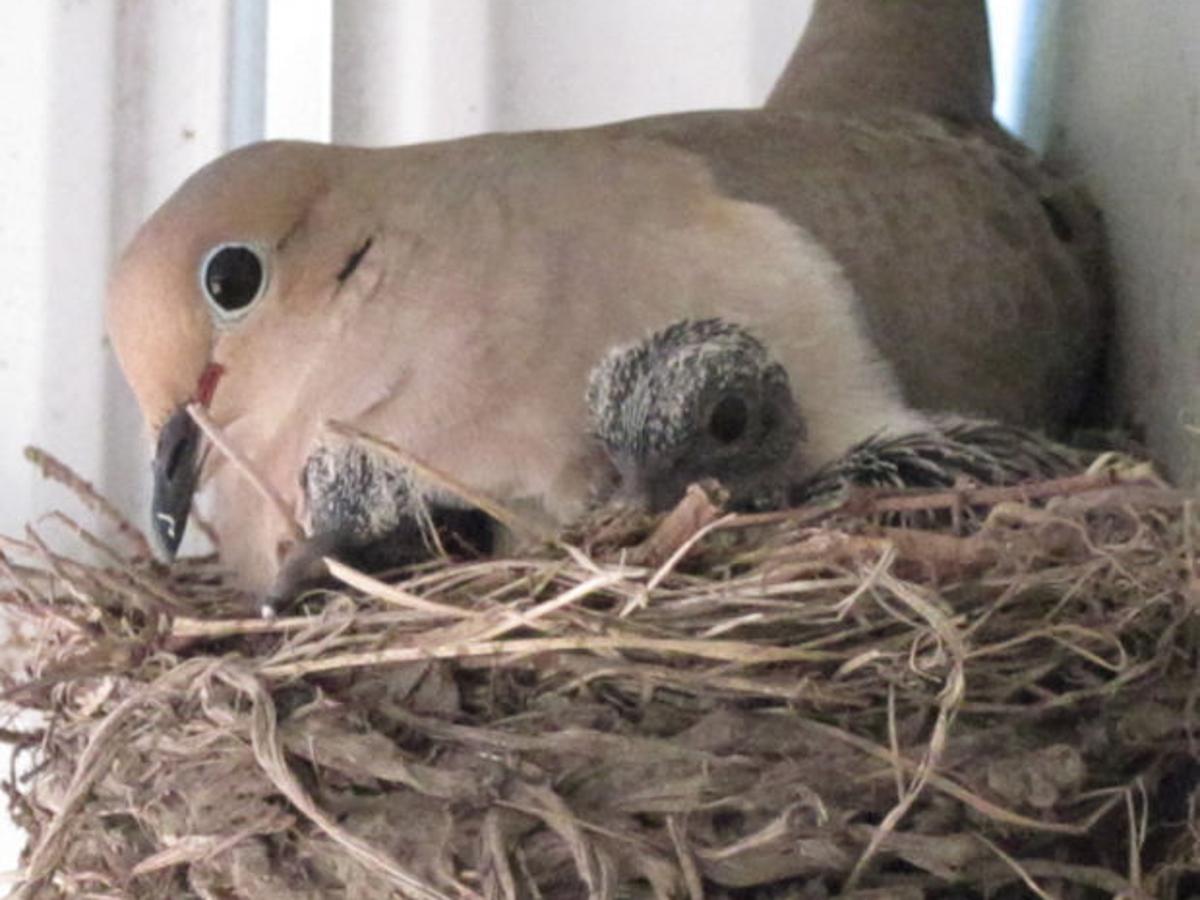Bird Watching Right Outside The Front Door Alma Gaul Qctimes Com Bird Watching Right Outside The Front Door Alma Gaul Qctimes Com