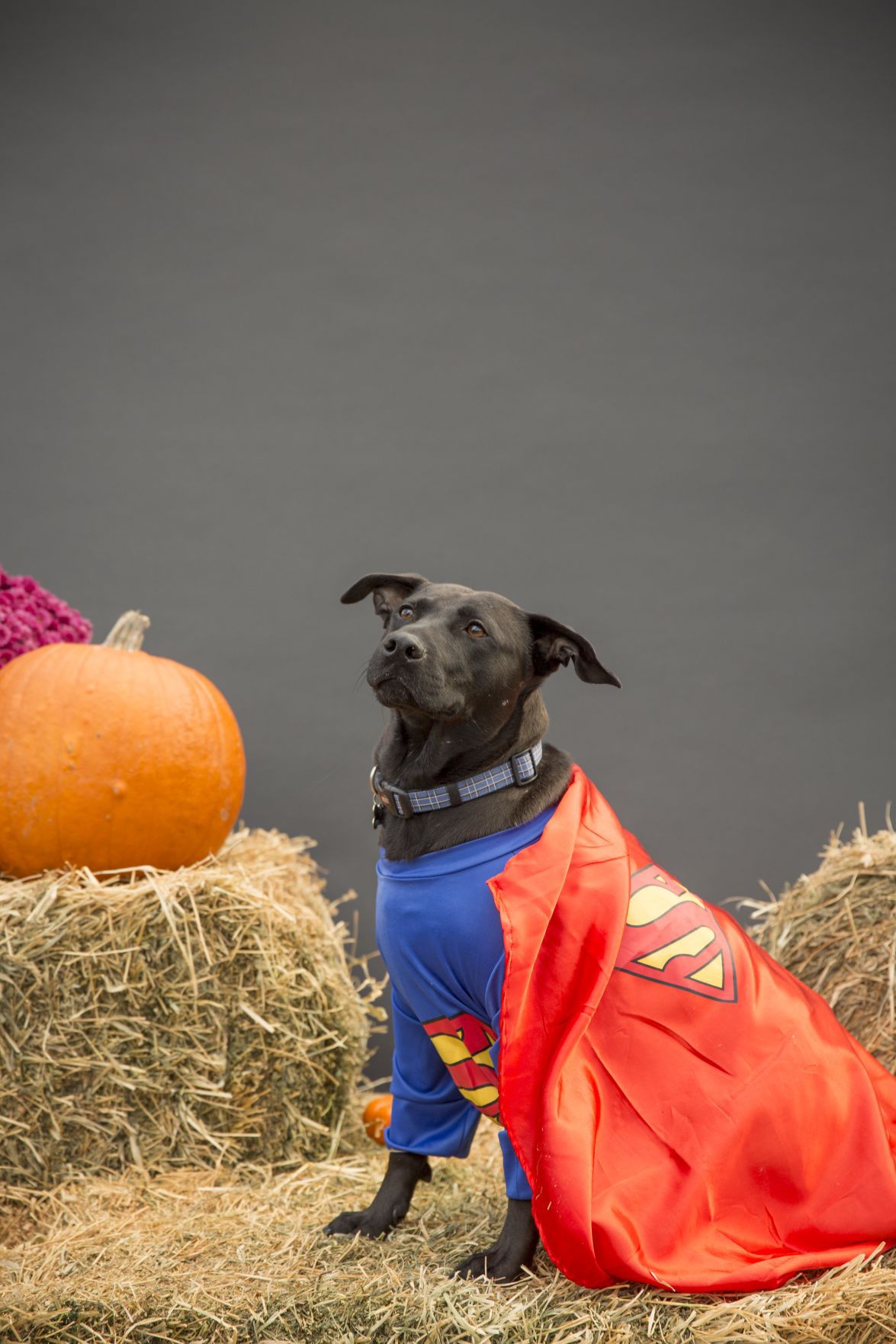 See photos of dogs dressed up as pirates, police officers, vampires for