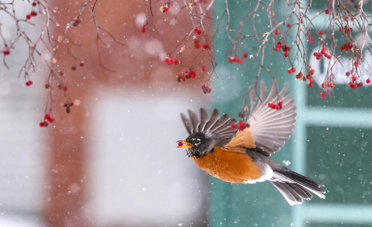 Changing Climate Shows Up On Christmas Bird Count Local News