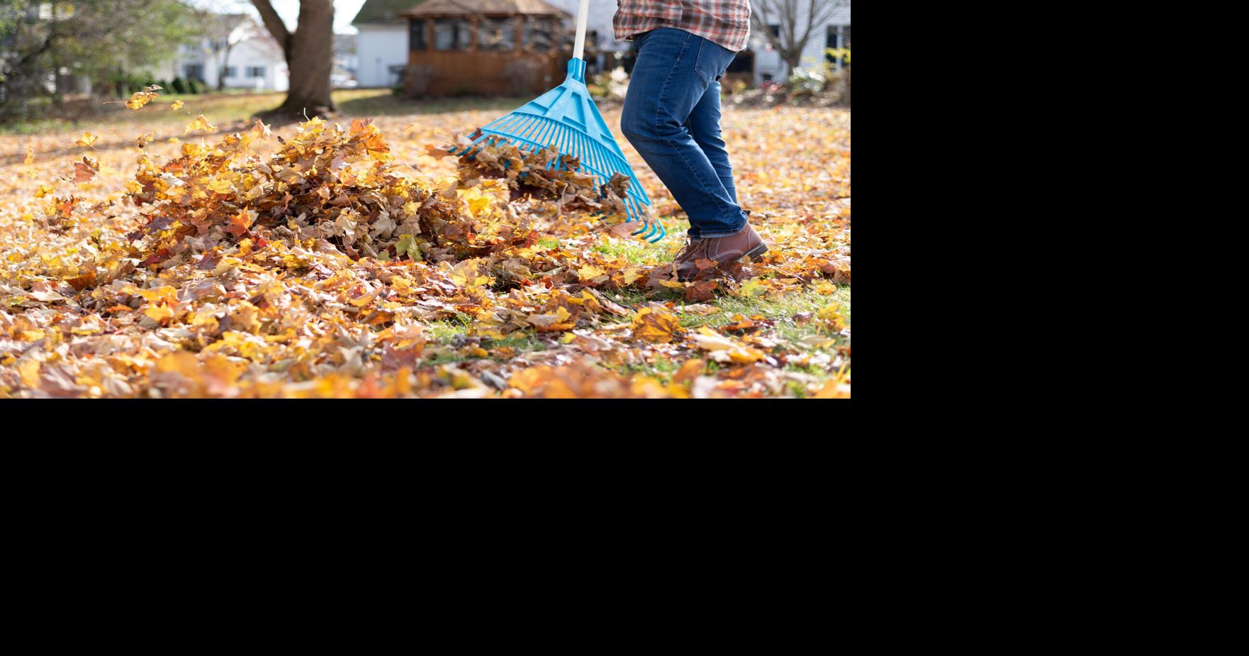 Raking leaves in the fall can be hard on your heart