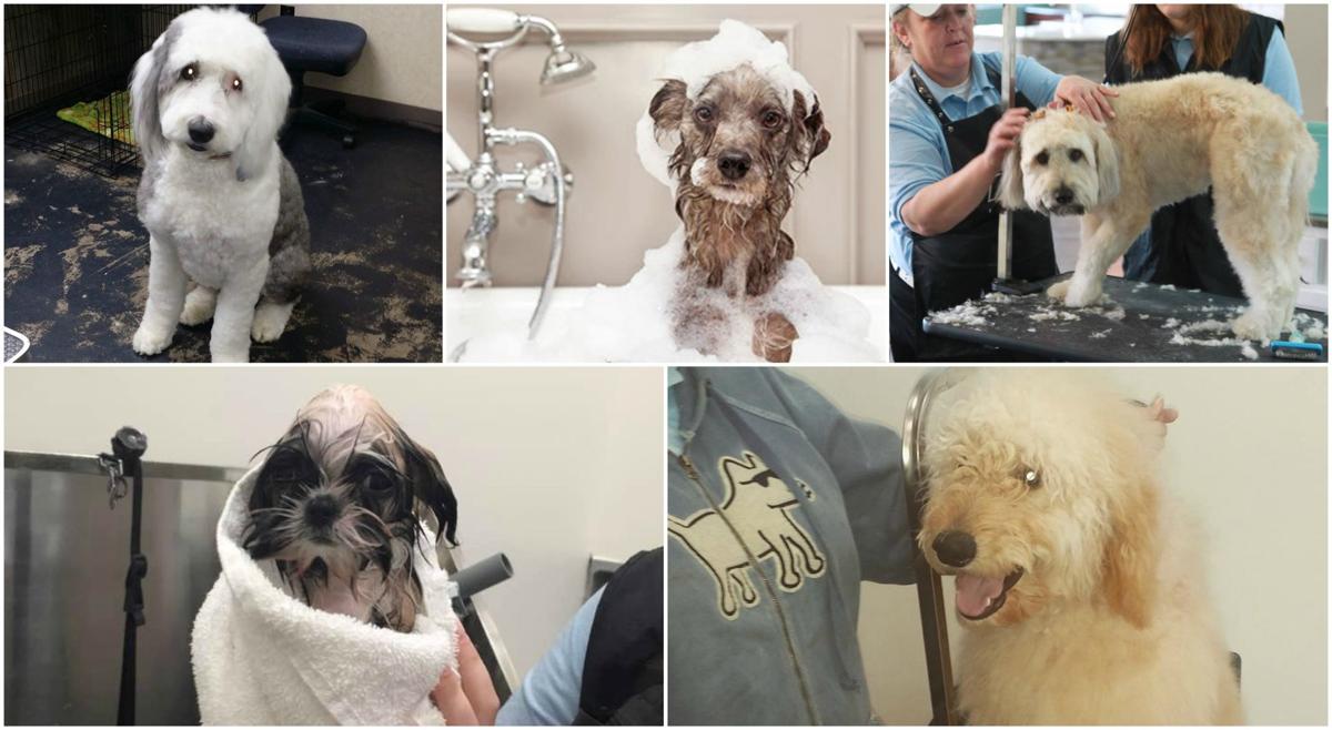 K Le S Pet Grooming School Daycare Boarding Dog Grooming