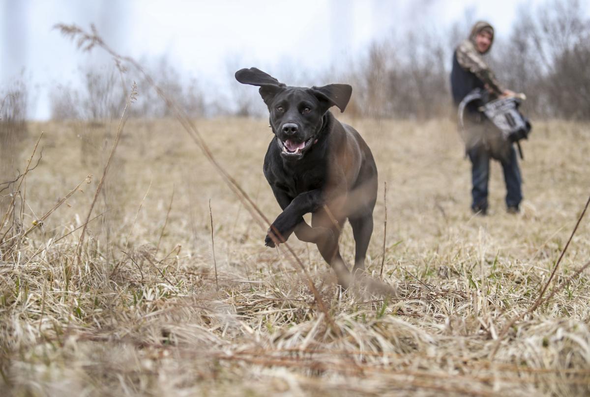 'Find the bone' Shed hunting with Boone the black Lab Local News
