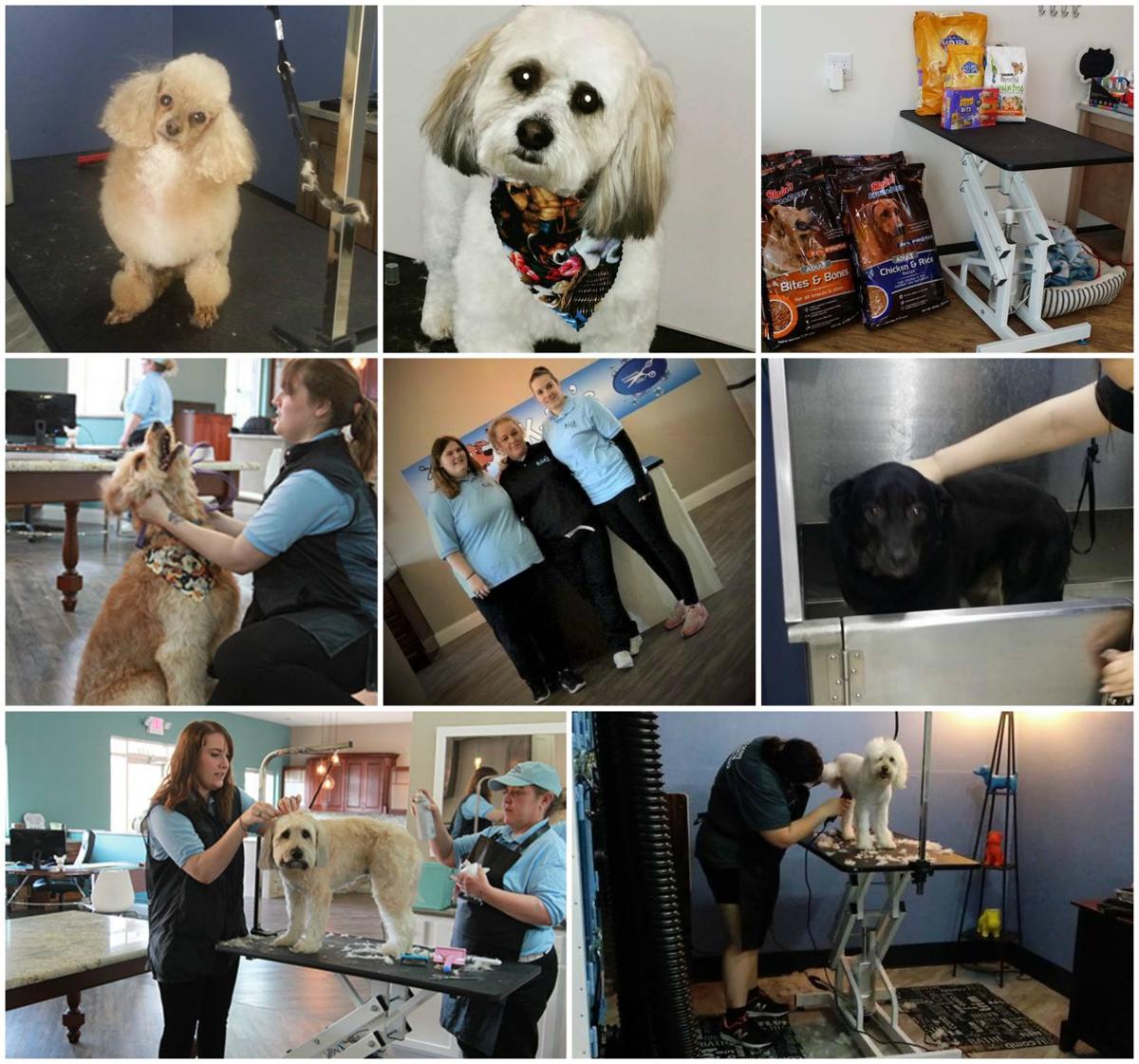K Le S Pet Grooming School Daycare Boarding Dog Grooming