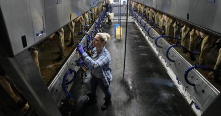 Pig cooling pads and weather forecasts for cows Farmers tap tech as world grows hotter Pig cooling pads and weather forecasts for cows Farmers tap tech as world grows hotter