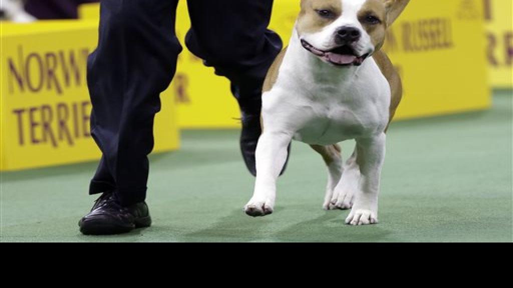 Dog Show Qctimes Com