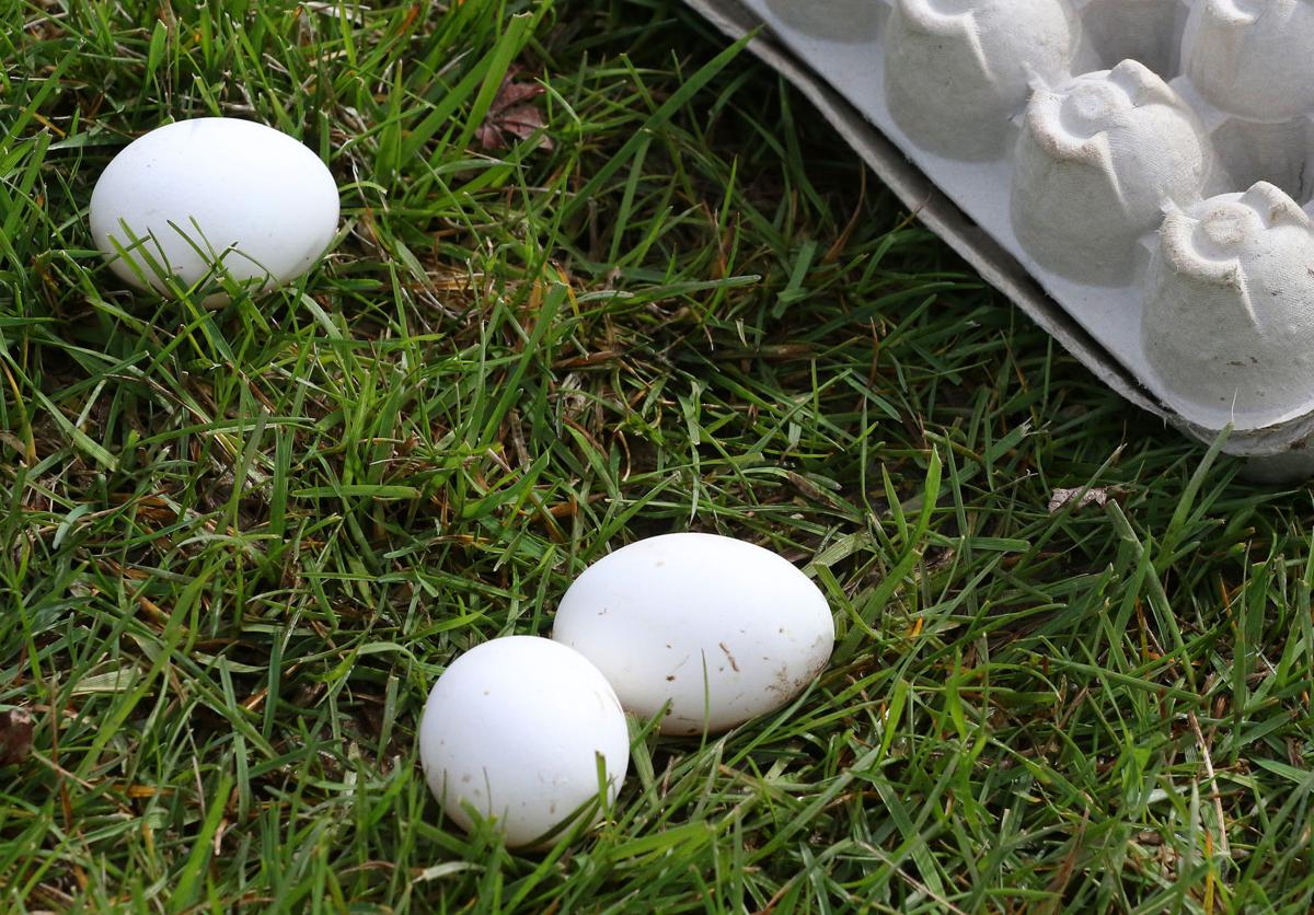 Launching eggs