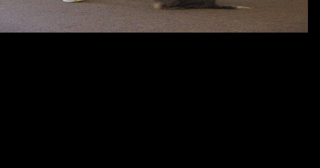 Animal behaviorist offers tips for easier dog training