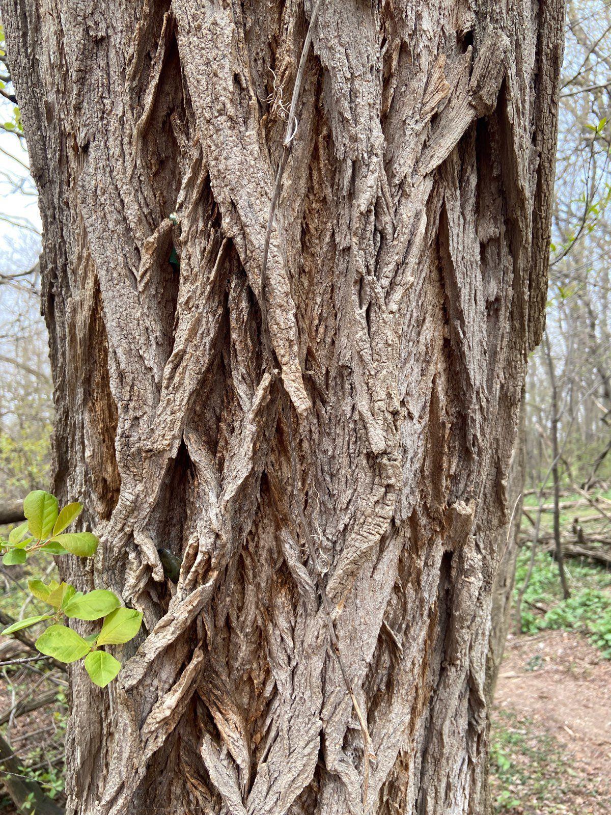 Trees talk? Research indicates trees communicate through their roots