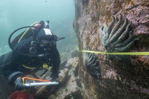 Mystery solved: Scientists figure out what killed more than 5 billion starfish