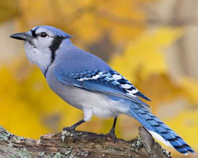 Blue jay