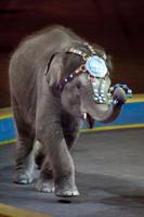 Wundram: Circus on ice won't be the same