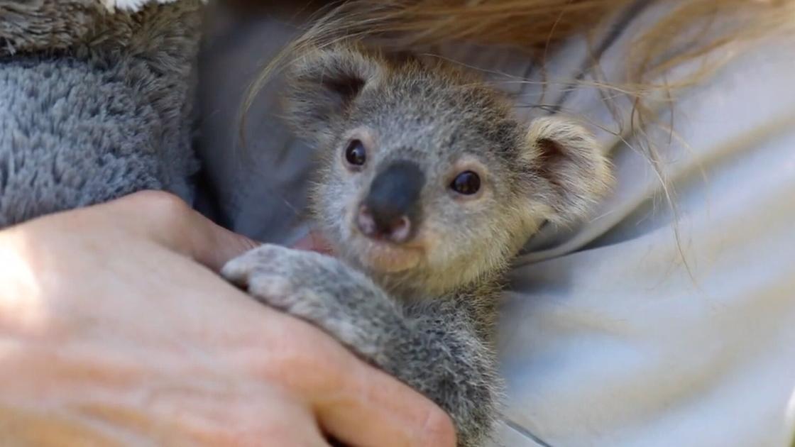 This baby koala is being handraised by humans National News