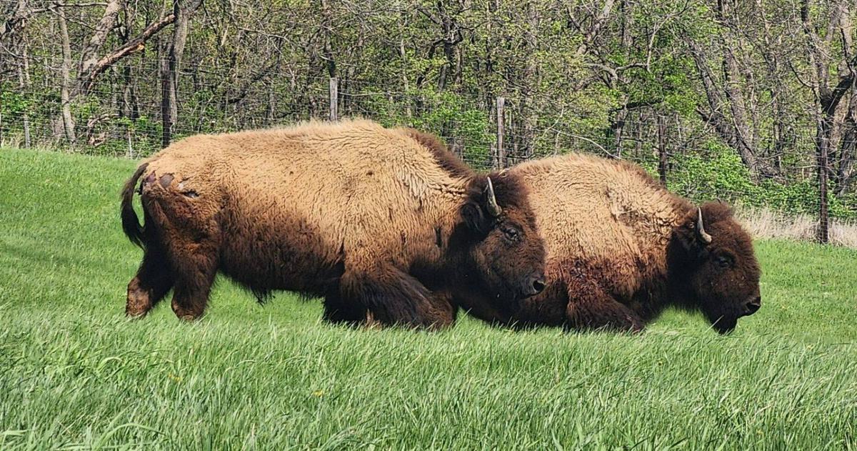 Buffalo Homestead Program Bison return to Buffalo Bill Cody Homestead