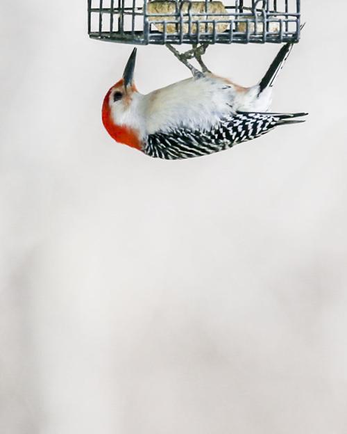 032120-standalone-2.JPG