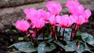 Valentine’s Working day isn’t just about roses | Household & Garden