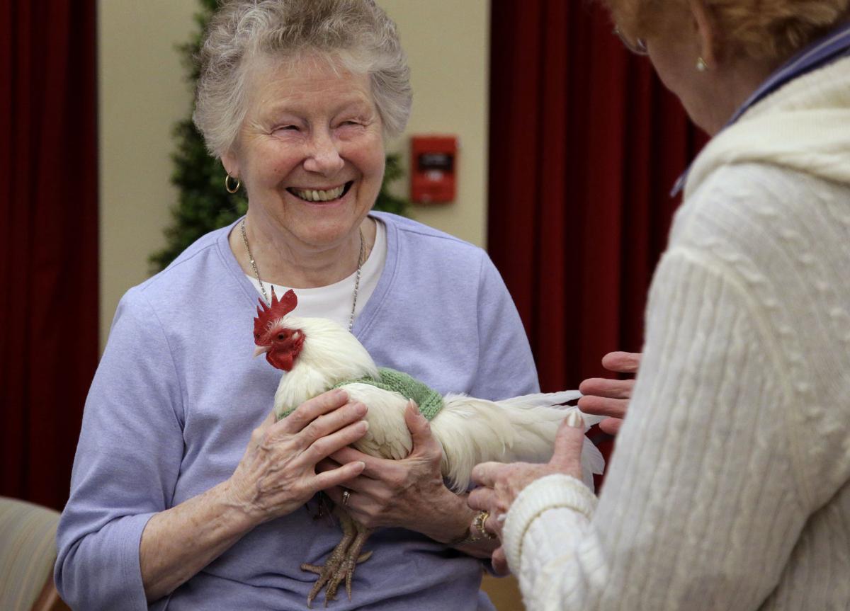 Sweaters for Chickens