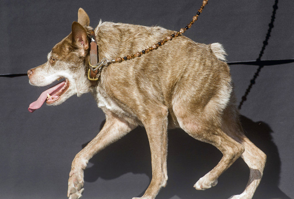 World's Ugliest Dog Contest awards underdogs' inner beauty Pets