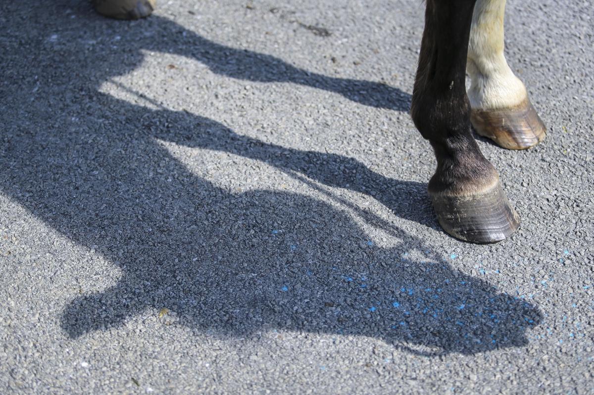 100317-EQUESTRIAN-SHOW-011