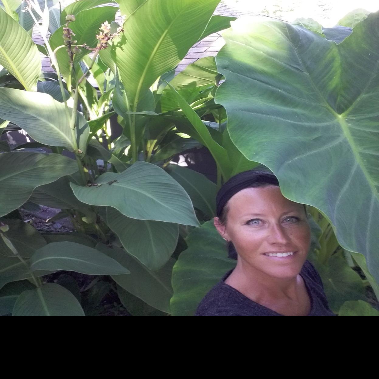 Cannas Caladiums Need To Be Dug Up Before Winter Qctimes Com