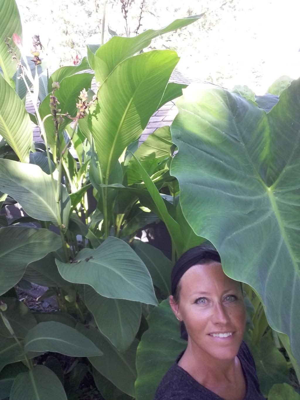 Cannas Caladiums Need To Be Dug Up Before Winter Qctimes Com