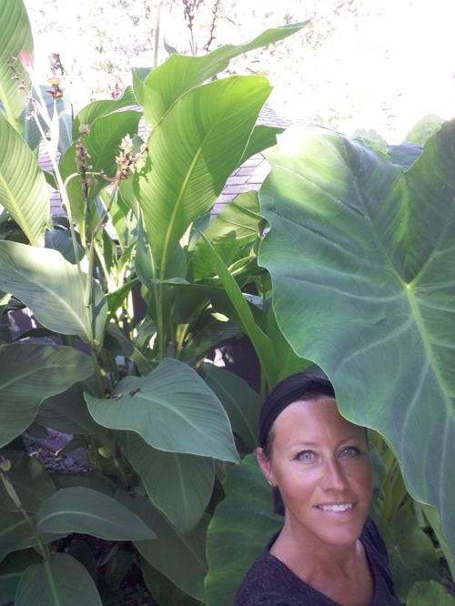 Cannas Caladiums Need To Be Dug Up Before Winter Qctimes Com