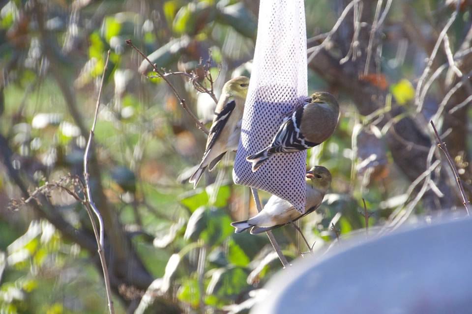 a variety of birds are counted and photographed during the annual muscatine christmas bird count - Christmas Bird Count a variety of birds are counted and photographed during the annual muscatine christmas bird count - Christmas Bird Count
