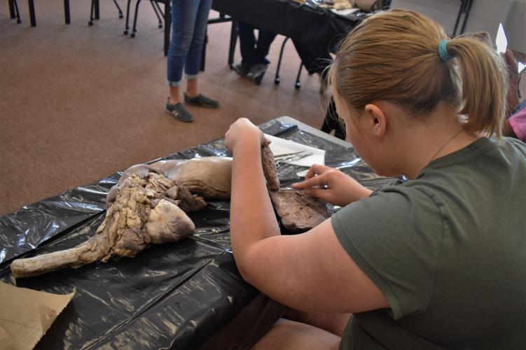 See area teens poke and prod at free dissection science workshop