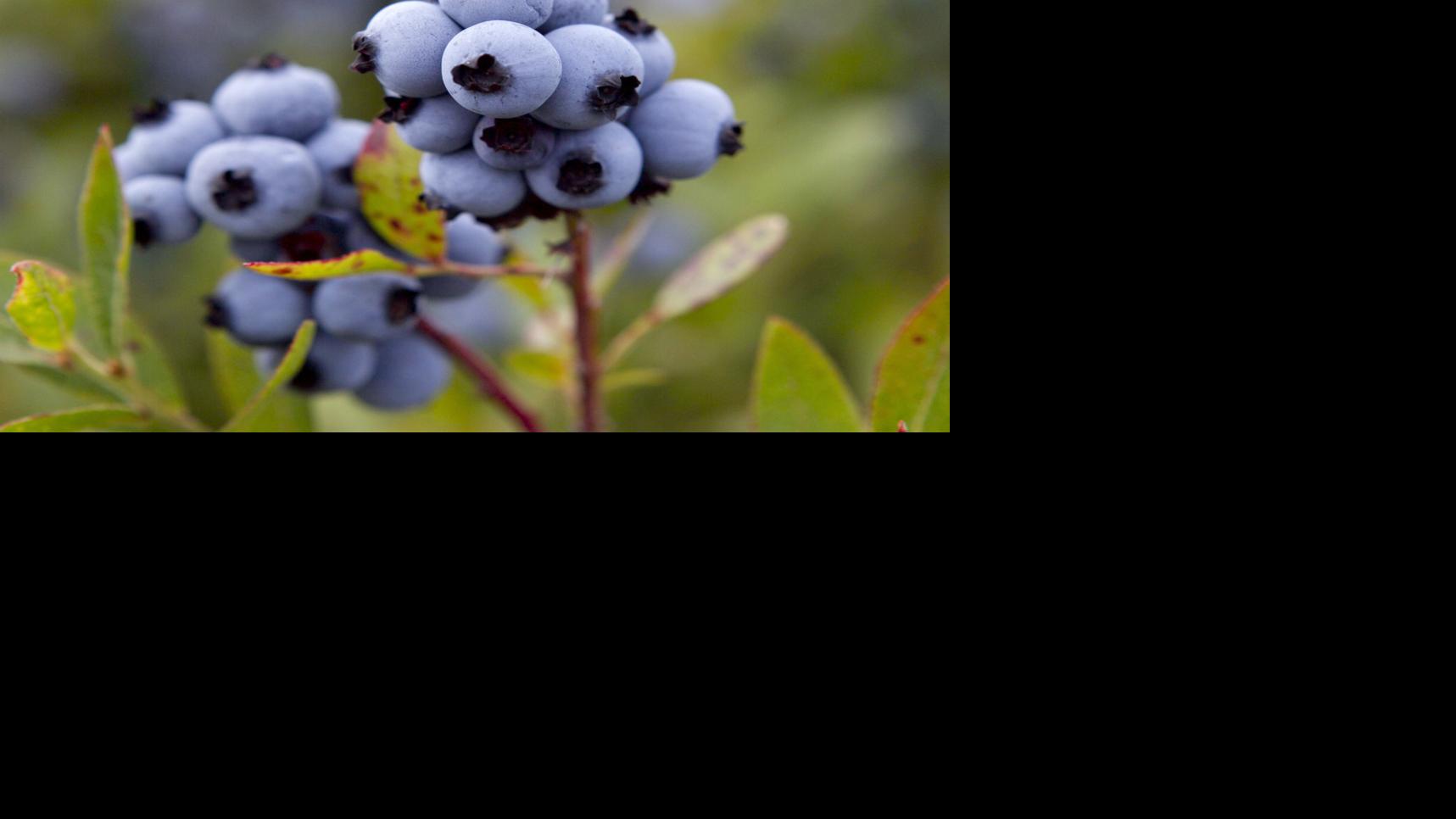 You can grow blueberries in pots! Home &amp; Garden