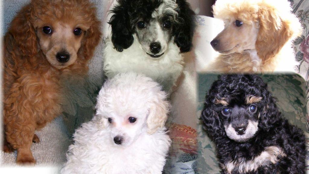 Poodle Puppies, AKC, Toy & Mini, Many Colors, REHolcomb20