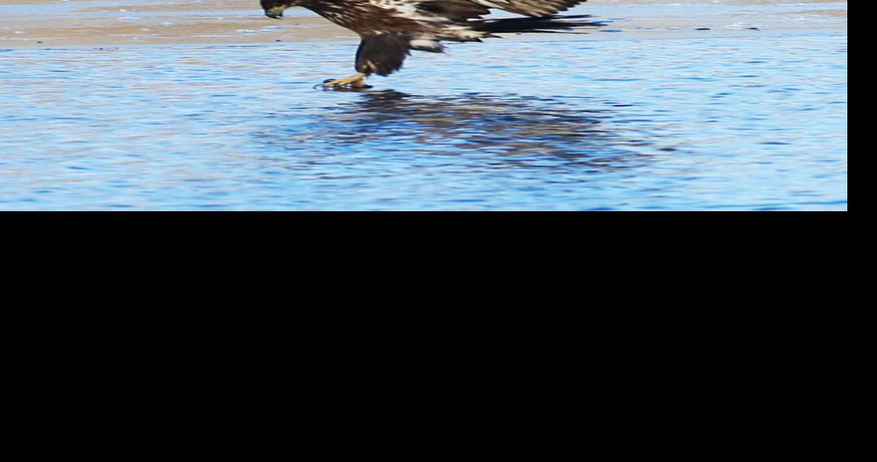 Where to find bald eagles in the QuadCities