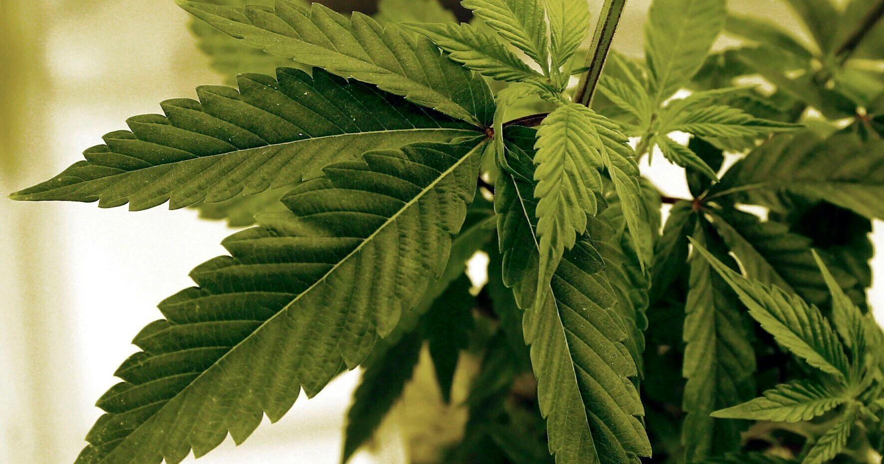 Illinois cannabis sales grow, but so does competition - Vimarsana News
