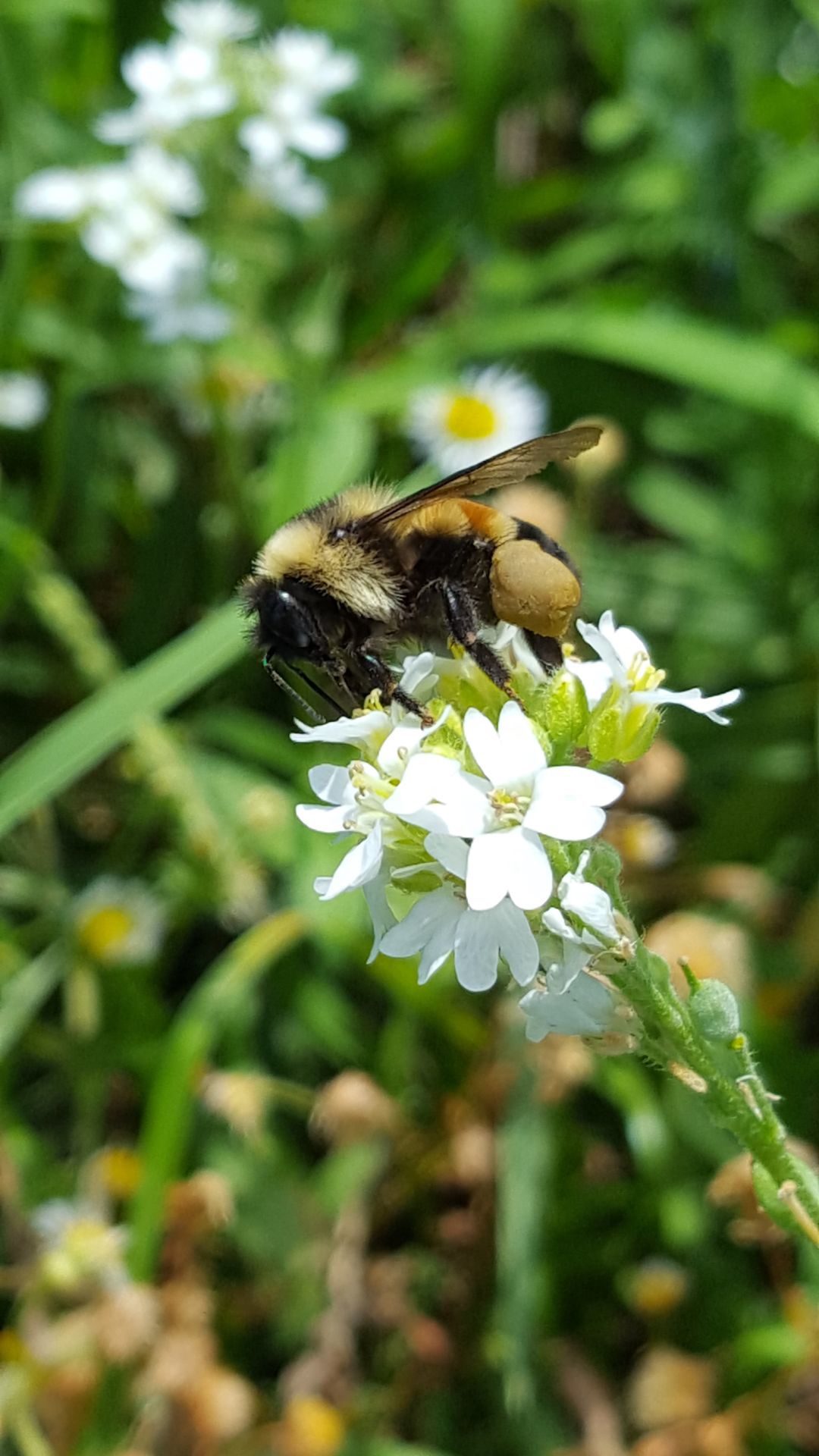 Stalking the rusty patched bumble bee | Local News | qctimes.com