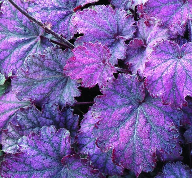 Heucheras, the new hosta | Home & Garden | qctimes.com